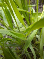 Dichanthelium leibergii