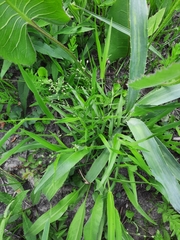 Dichanthelium leibergii