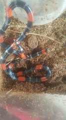 Micrurus lemniscatus