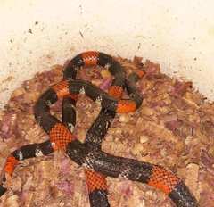 Micrurus lemniscatus