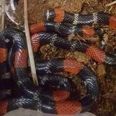 Micrurus lemniscatus