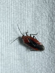 Tropidosteptes cardinalis