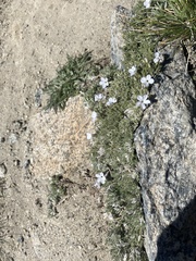 Phlox condensata