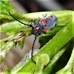 Tetraopes discoideus