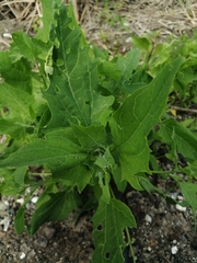 Atriplex prostrata latifolia