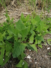 Atriplex prostrata latifolia
