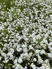 Plagiobothrys figuratus