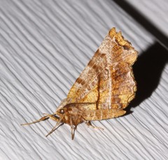 Selenia alciphearia
