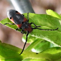 Tetraopes discoideus