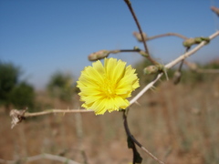 Lactuca aculeata