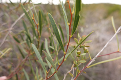 Acacia dodonaeifolia