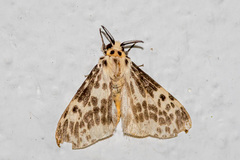 Lemyra maculifascia