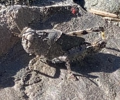 Trimerotropis leucophaea