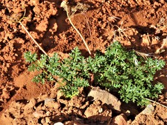 Cymopterus purpureus