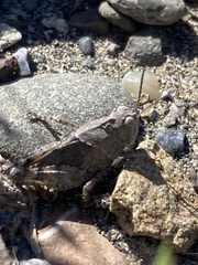 Trimerotropis leucophaea