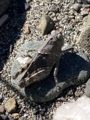 Trimerotropis leucophaea