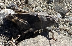 Trimerotropis leucophaea