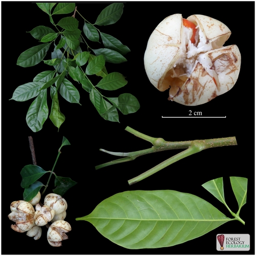 Goniocheton arborescens
