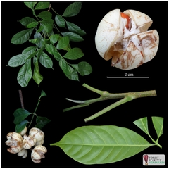 Dysoxylum arborescens