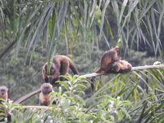 Sapajus xanthosternos