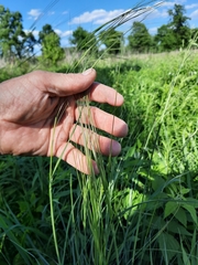 Hesperostipa spartea