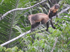 Sapajus xanthosternos