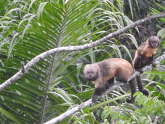 Sapajus xanthosternos