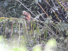 Sapajus xanthosternos