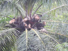 Sapajus xanthosternos