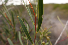 Acacia dodonaeifolia