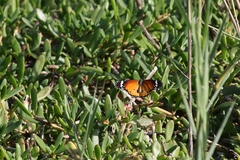 Danaus chrysippus
