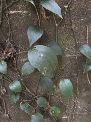 Angiospermae