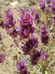 Salvia pachyphylla