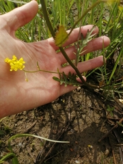 Rorippa brachycarpa