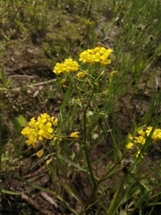 Rorippa brachycarpa