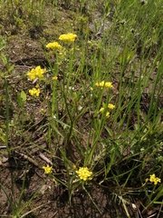 Rorippa brachycarpa