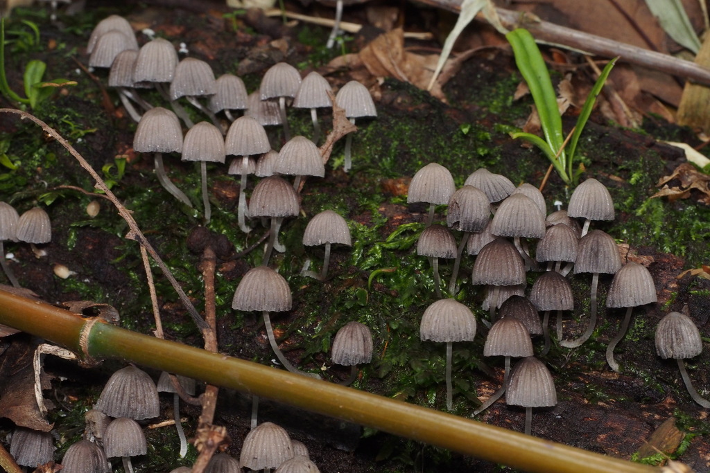 Coprinellus disseminatus · June 2015 · photo: © harumkoh (iNaturalist, cc-by)