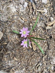 Lewisia pygmaea