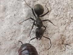 Camponotus pellarius