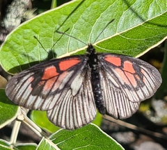 Altinote rubrocellulata