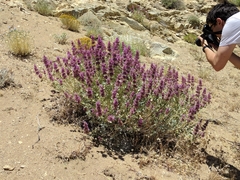 Salvia pachyphylla
