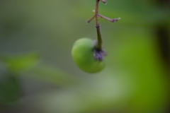 Solanum bulbocastanum