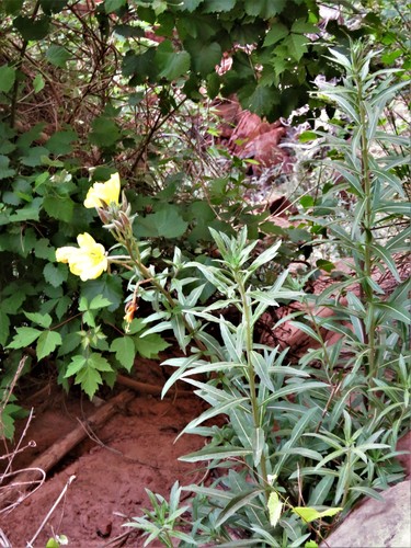 Image of Oenothera longissima by (c) Annika Lindqvist, some rights reserved (CC BY)