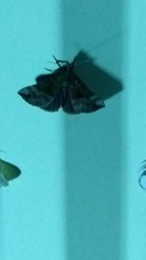 Hypena scabra