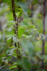 Solanum bulbocastanum