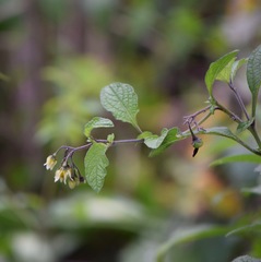 Solanum bulbocastanum