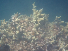 Porites cylindrica