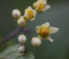 Solanum bulbocastanum