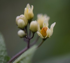 Solanum bulbocastanum
