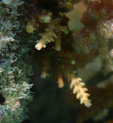 Acroporidae